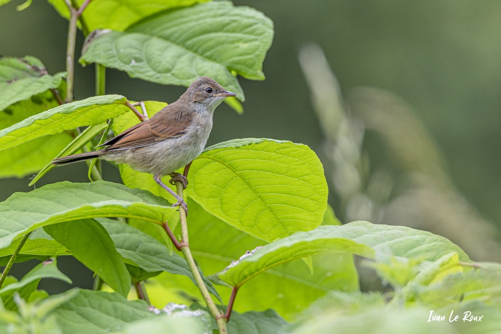 Fauvette Grisette (femelle) -  2021 - Beaumont-le-Roger (27) - Photographe Ivan Le Roux - Normandie Eure