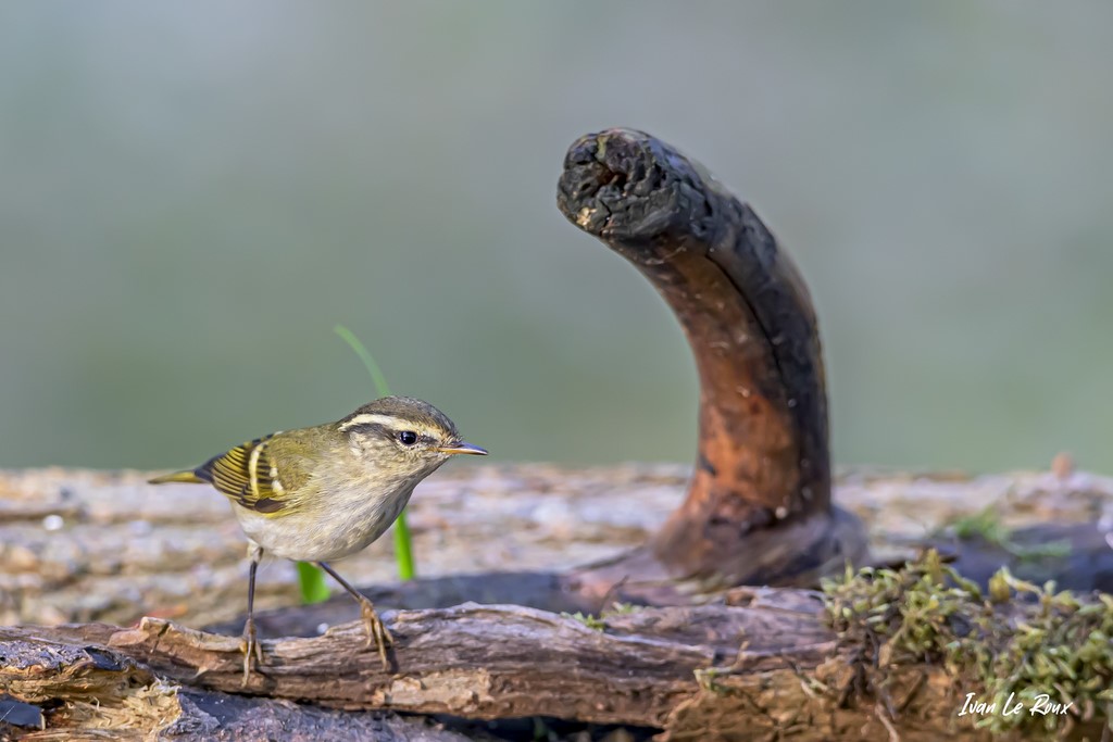 Collection "Les Oiseaux du Jardin" - Le Pouillot à Grands Sourcils