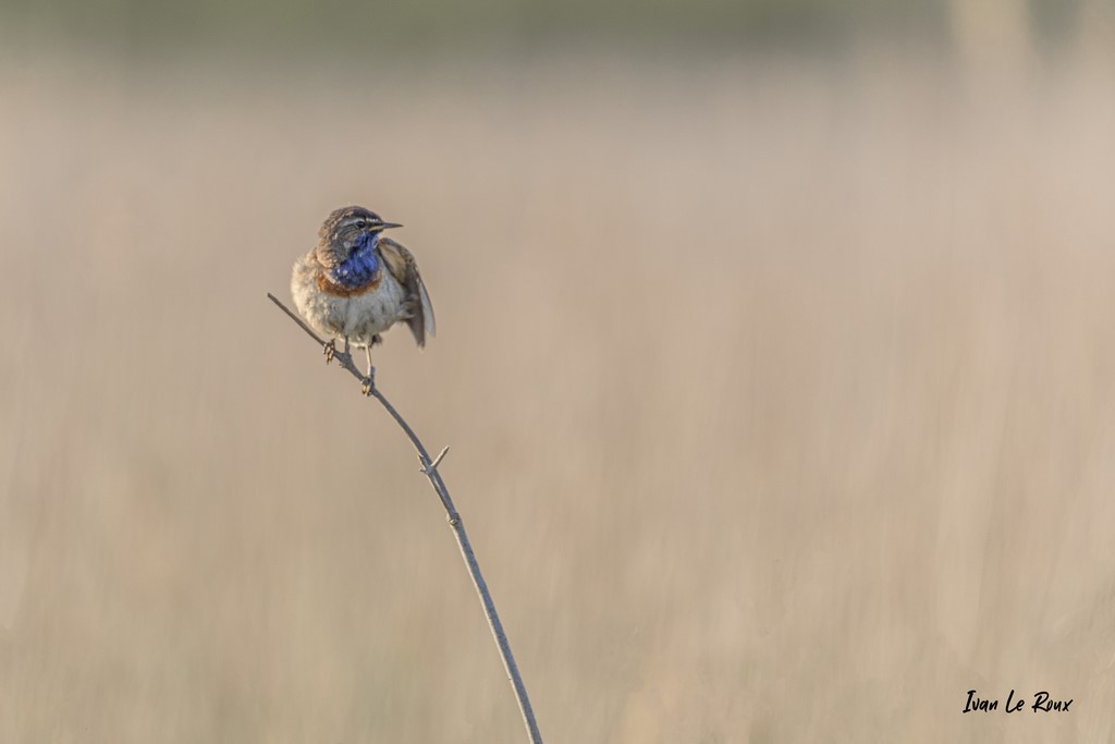 Gorge-Bleue  à Mirroir - Estuaire de la Seine (76)  -  2021