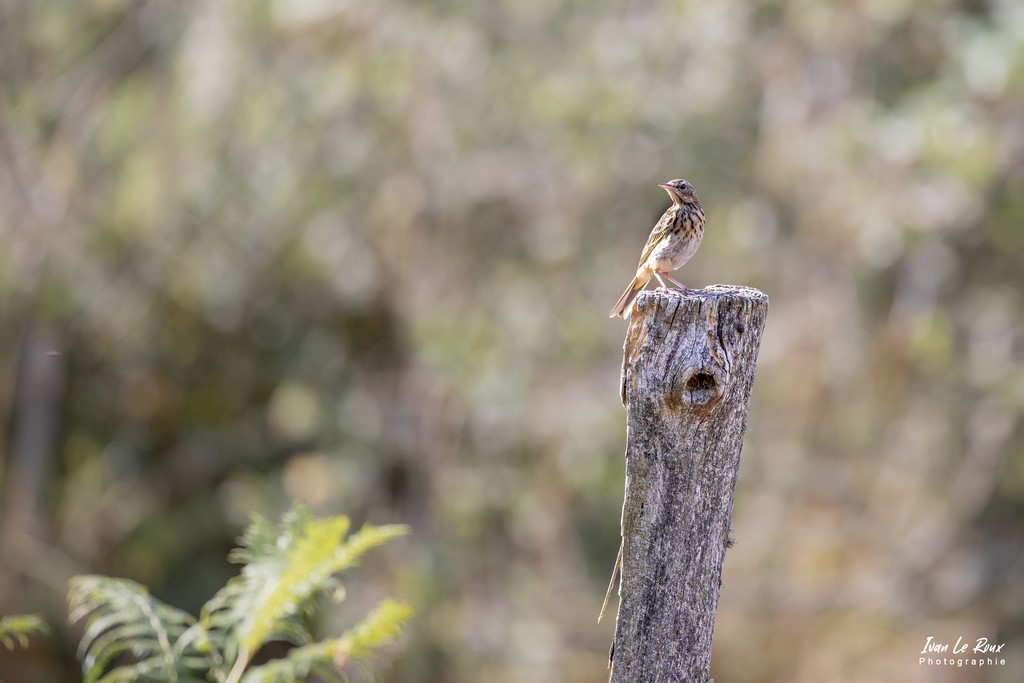 "Les Oiseaux du Jardin" - Pipit des Arbres - Romilly-la-Puthenaye (27) - 2022 - Canon EOS 5D Mark IV, Sigma 500 mm F/4 OS HSM SPORTS 500 mm, 1/400s, f/4 ISO 800  Priorité Ouverture​ Ivan Le Roux Photographe