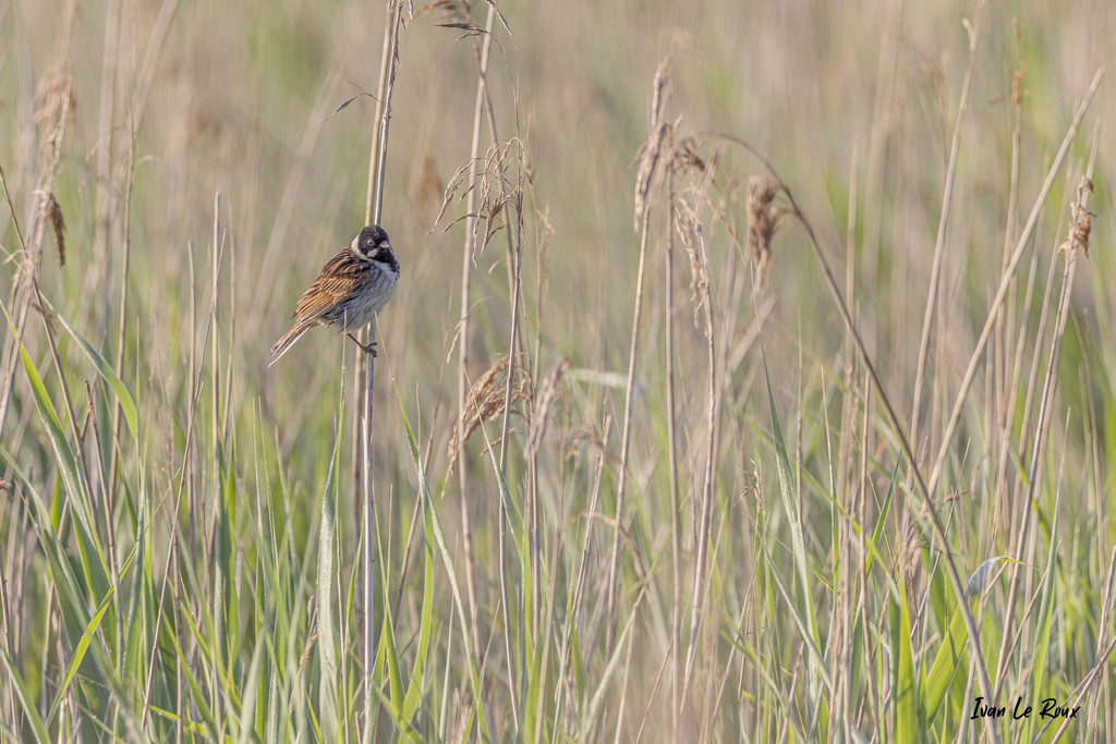 Bruant des Roseaux - Estuaire de la Seine (76)  -  2021 - Photographe Ivan Le Roux - Normandie