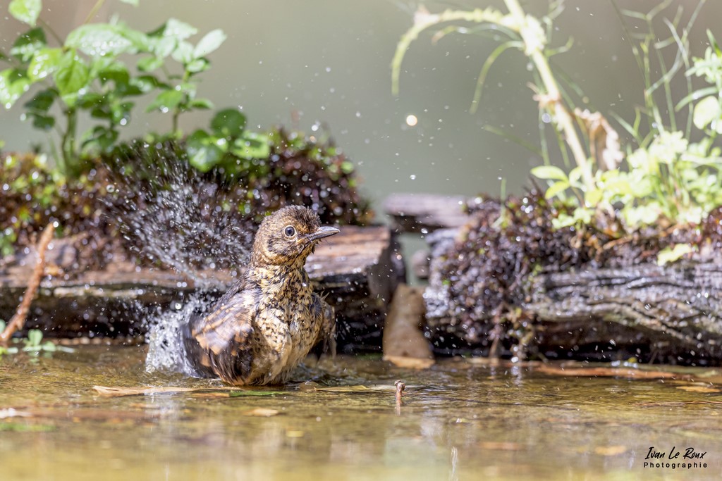 "Les Oiseaux du Jardin" - Le Merle Juvénile prend son bain - Romilly-la-Puthenaye (27) - 2022 - Canon EOS 5D Mark IV, Sigma 500 mm F/4 OS HSM SPORTS 500 mm, 1/1000s, f/4,5 ISO 800  Priorité Ouverture​