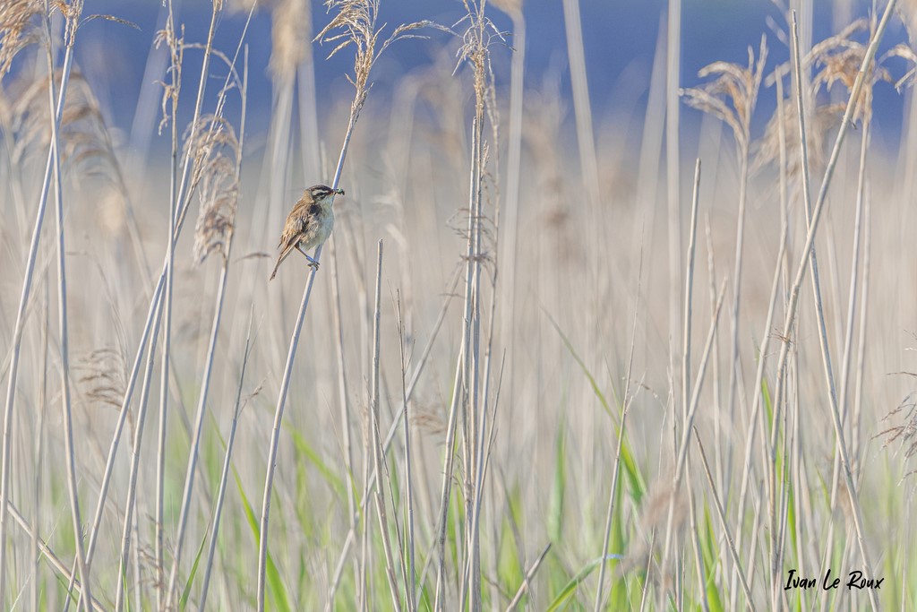 Phragmite des Joncs - Estuaire de la Seine (76)  -  2021 - Normandie - Photographe Ivan Le Roux