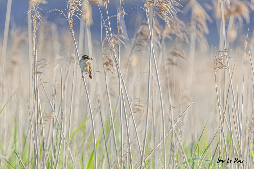 Phragmite des Joncs - Estuaire de la Seine (76)  -  2021