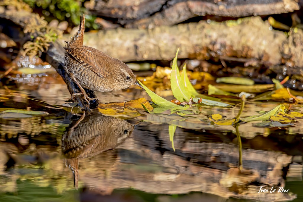 Reflet du Troglodyte Mignon