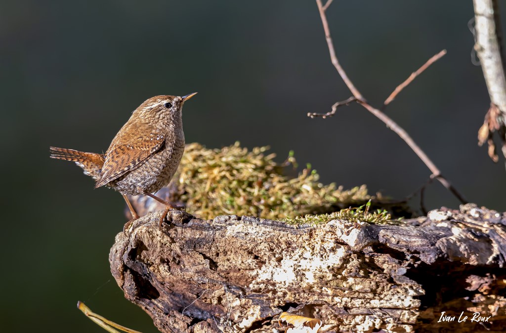 Rayon de soleil sur le Troglodyte Mignon 
