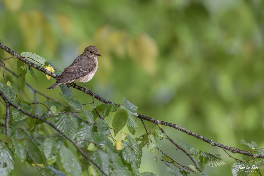 Gobemouche Gris - Romilly-la-Puthenaye (27) - 2022 - Canon EOS 5D Mark IV, Sigma 500 mm F/4 OS HSM SPORTS 500 mm, 1/250s, f/4 ISO 800  Priorité Ouverture​