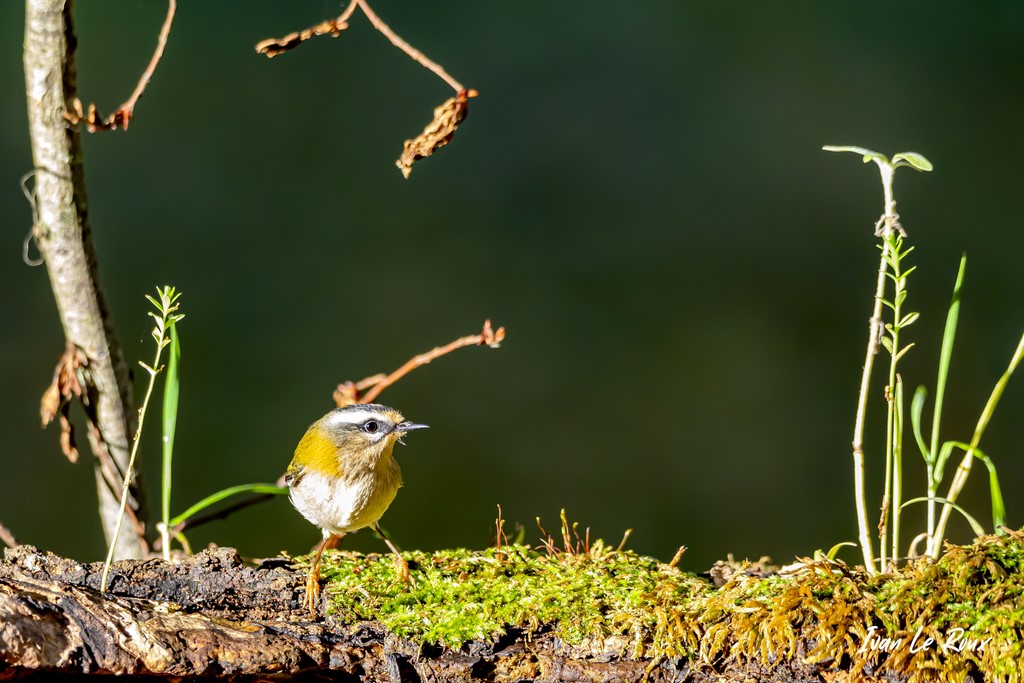 Roitelet à Triple Bandeau