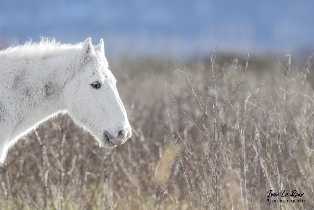 Portrait Cheval camarguais - Marais de l'Estuaire de la Seine  - 2022