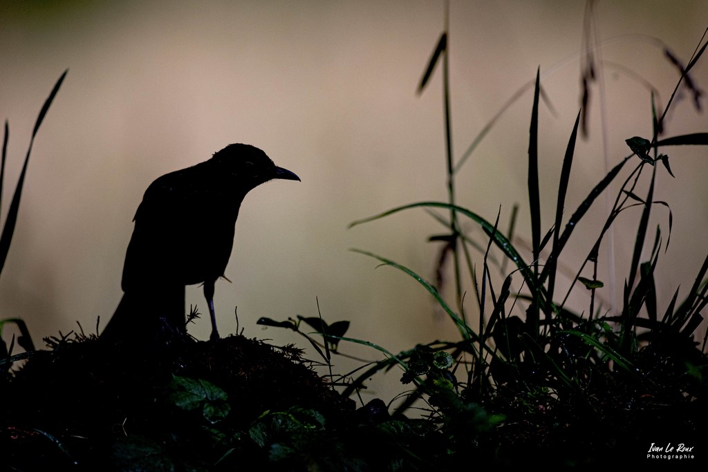 "Les Oiseaux du Jardin" - Ombre Merle Noir - Romilly-la-Puthenaye (27) - 2022 - Canon EOS 5D Mark IV, Sigma 500 mm F/4 OS HSM SPORTS 500 mm, 1/1600s, f/4 ISO 800  Priorité Ouverture​ Contre jour