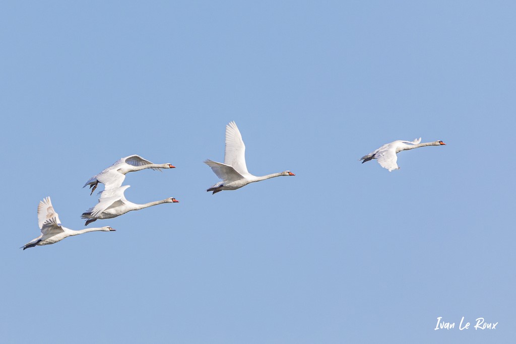 Vol de Cygnes - Estuaire de la Seine (76)  -  2021