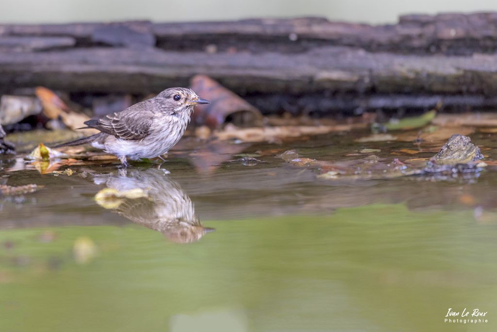 "Les Oiseaux du Jardin" - Gobemouche Gris prend son Bain - Romilly-la-Puthenaye (27) - 2022 - Canon EOS 5D Mark IV, Sigma 500 mm F/4 OS HSM SPORTS 500 mm, 1/160s, f/4 ISO 800  Priorité Ouverture​