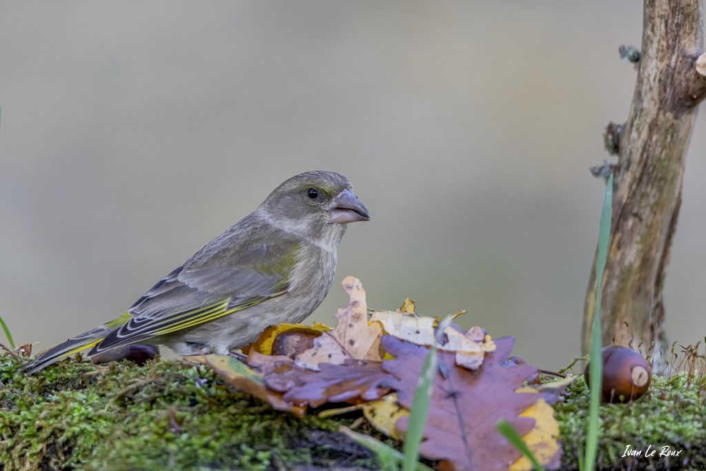Collection "Les Oiseaux du Jardin" - Le Verdier d'Europe (femelle)