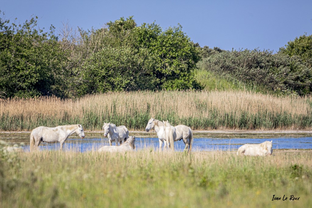 Chevaux Camarguais - Réserve Naturelle de l'Estuaire de la Seine (76) -  2021 - Photographe Ivan Le Roux - Normandie