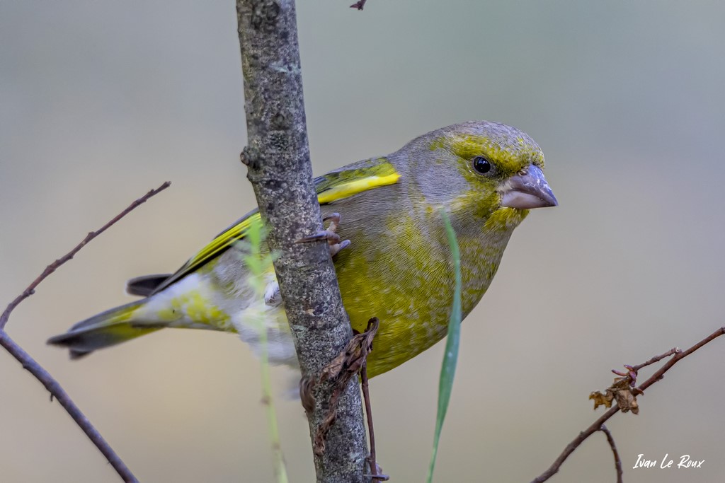 Le Verdier d'Europe (mâle)