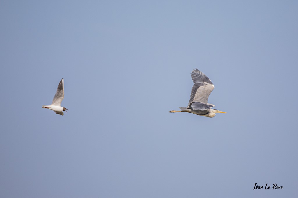 Héron cendré poursuivi par une Mouette Rieuse qui défend son nid -  2021