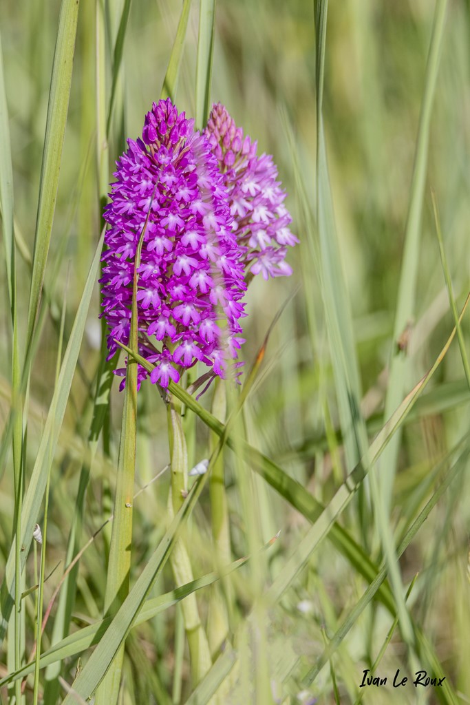 Orchis Pyramidal, Orchidée sauvage (Anacamptis pyramidalis) - 2021 - Estuaire de la seine (76)
