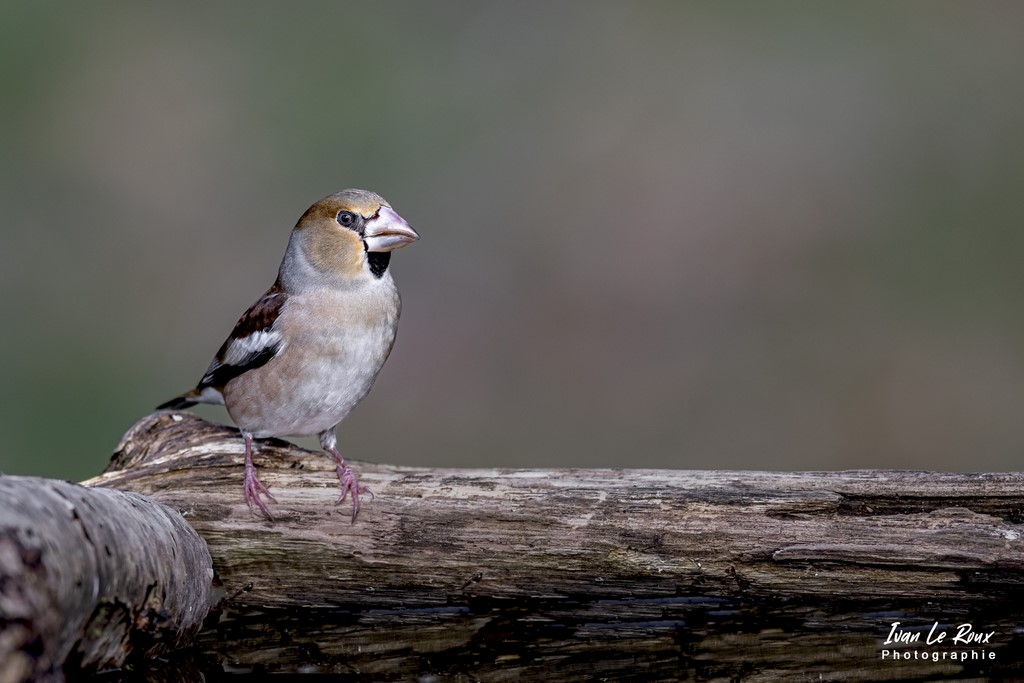 "Les Oiseaux du Jardin" - Grosbec Casse-Noyaux - 2022 - Ivan Le Roux