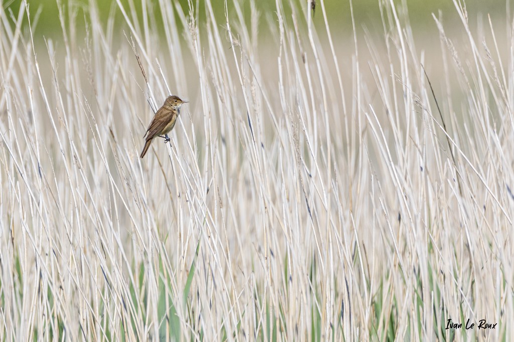 Rousserolle Effarvatte - Estuaire de la Seine (76)  -  2021 - Normandie - Photographe Ivan Le Roux