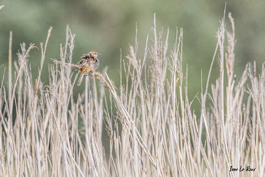 Rousserolle Effarvatte - Estuaire de la Seine (76)  -  2021