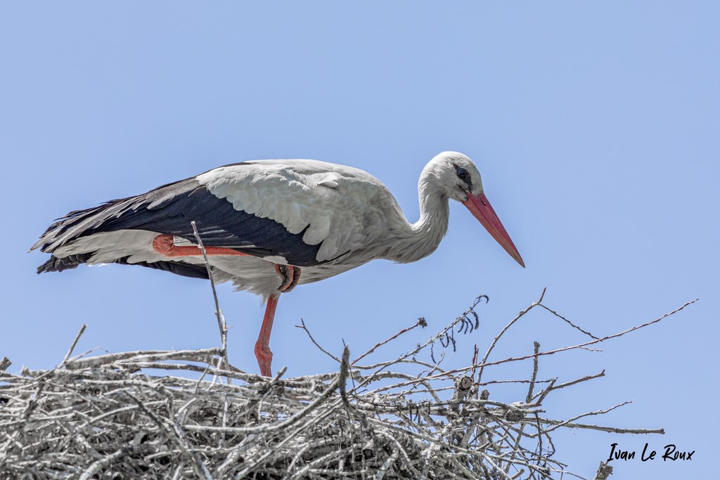 Cigognes Blanches dans son nid - Estuaire de la Seine (76)  -  2021 - Normandie Photographe Ivan Le Roux