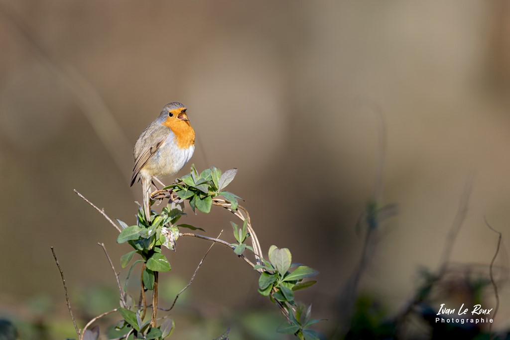 "Les Oiseaux du Jardin" - Le Rouge-Gorge chante le Printemps - 2022