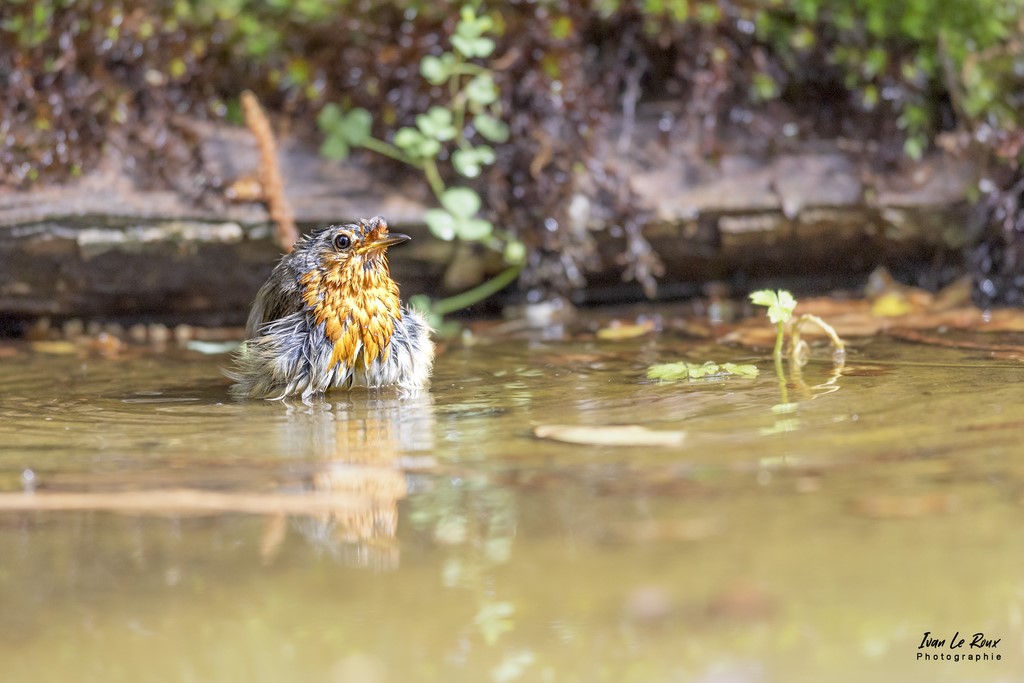"Les Oiseaux du Jardin" - Le Rouge-Gorge prend son bain - Romilly-la-Puthenaye (27) - 2022 - Canon EOS 5D Mark IV, Sigma 500 mm F/4 OS HSM SPORTS 500 mm, 1/1250s, f/4 ISO 800  Priorité Ouverture​ Ivan Le Roux photographe