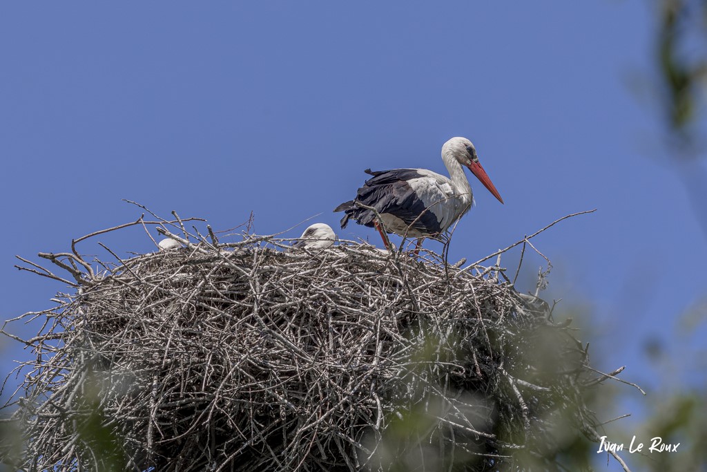 Cigognes Blanches dans son nid - Estuaire de la Seine (76)  -  2021 - Normandie Photographe Ivan Le Roux - Normandie