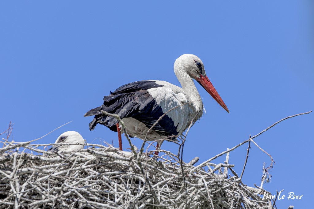 Cigognes Blanches - Estuaire de la Seine (76)  -  2021