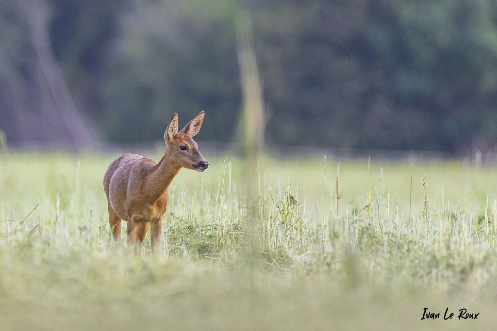 Chevrette dans les herbes - Romilly-la-Puthenaye (27) - 2021