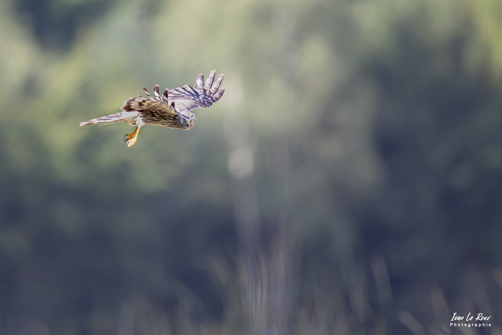 Busard Saint-Martin femelle - Romilly-la-Puthenaye (27) - 2022 - Canon EOS 5D Mark IV, Sigma 500 mm F/4 OS HSM SPORTS 500 mm, 1/1600s, f/4 ISO 800  Priorité Ouverture​ Ivan Le Roux