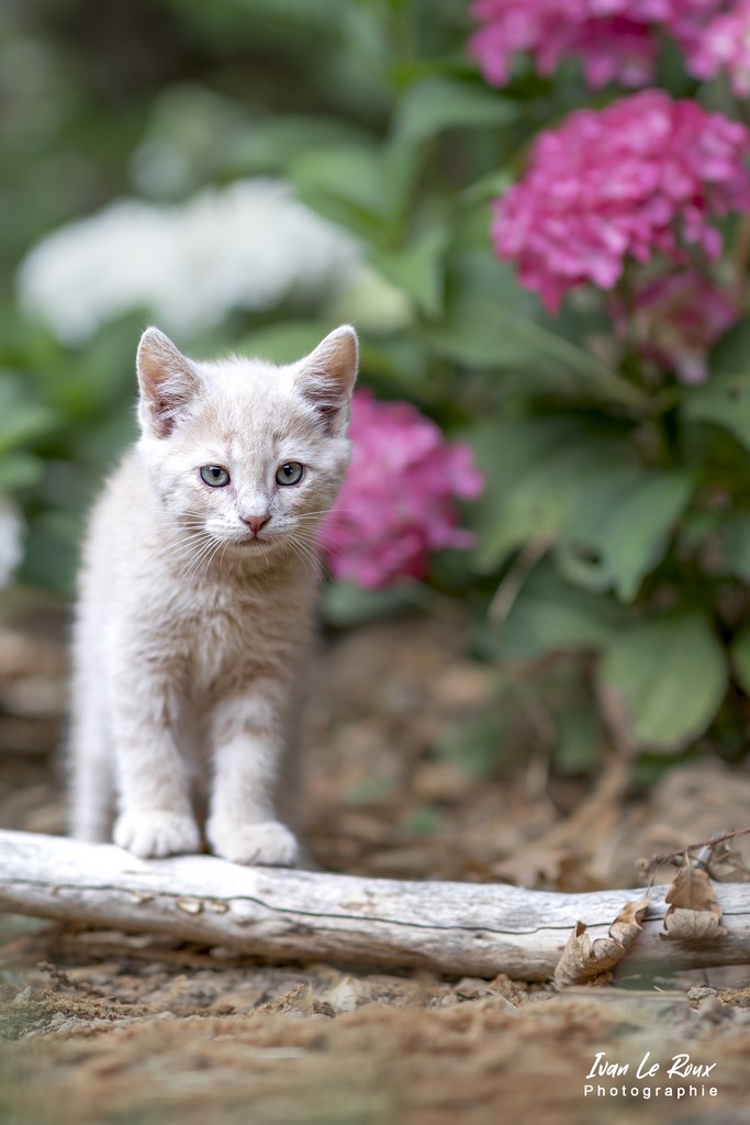 Chaton - 2022 - Canon EOS 5D Mark IV, EF 85mm F/1.4L IS USM, 85  mm, 1/640s, f/1.8 ISO 200  Priorité Ouverture Ivan Le Roux