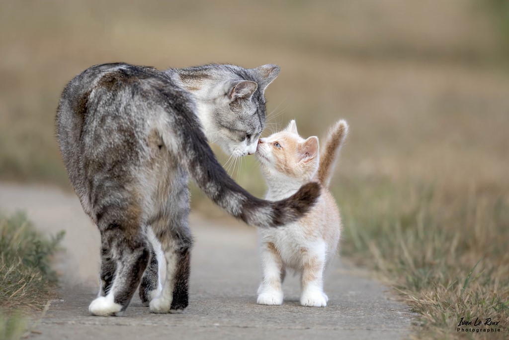 Rencontre "intergénérationnelle" Charlie et le chaton - Romilly-la-Puthenaye (27) - 2022 - Canon EOS 5D Mark IV, Sigma 500 mm F/4 OS HSM SPORTS 500 mm, 1/1000s, f/5.6 ISO 800  Priorité Ouverture Ivan Le Roux Photo Eure 27