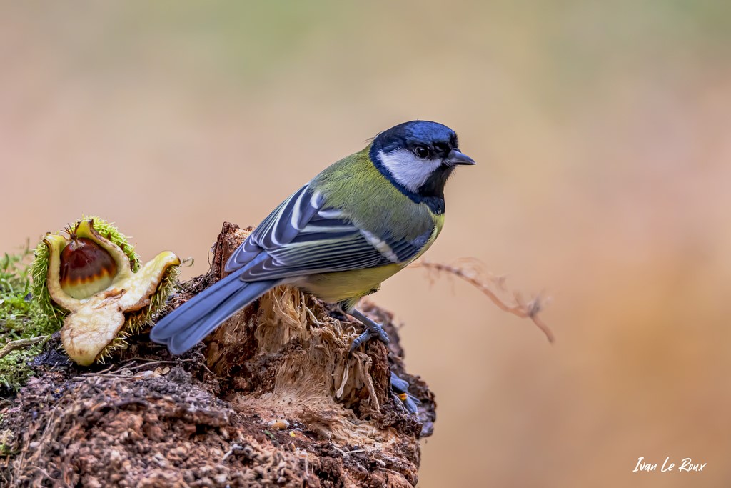 Mésange Charbonnière aux couleurs de l'Automne