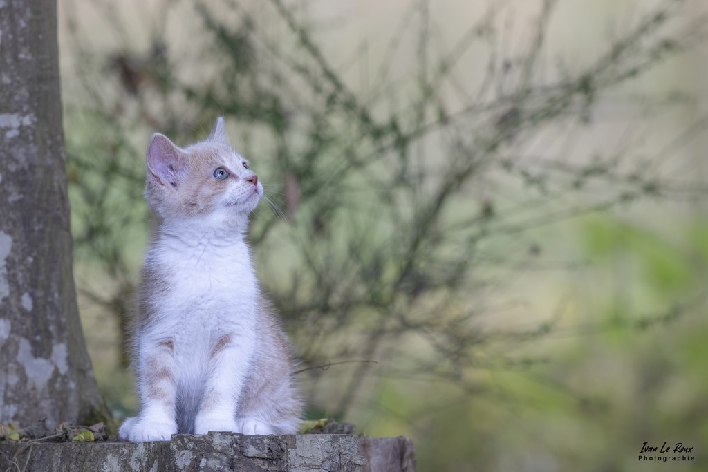 Chaton (2 mois) sur lisse en bois - Romilly-la-Puthenaye (27) - 2022 - Canon EOS 5D Mark IV, Sigma 500 mm F/4 OS HSM SPORTS 500 mm, 1/125s, f/7.1 ISO 800  Priorité Ouverture Eure 27 Ivan Le Roux Photographie