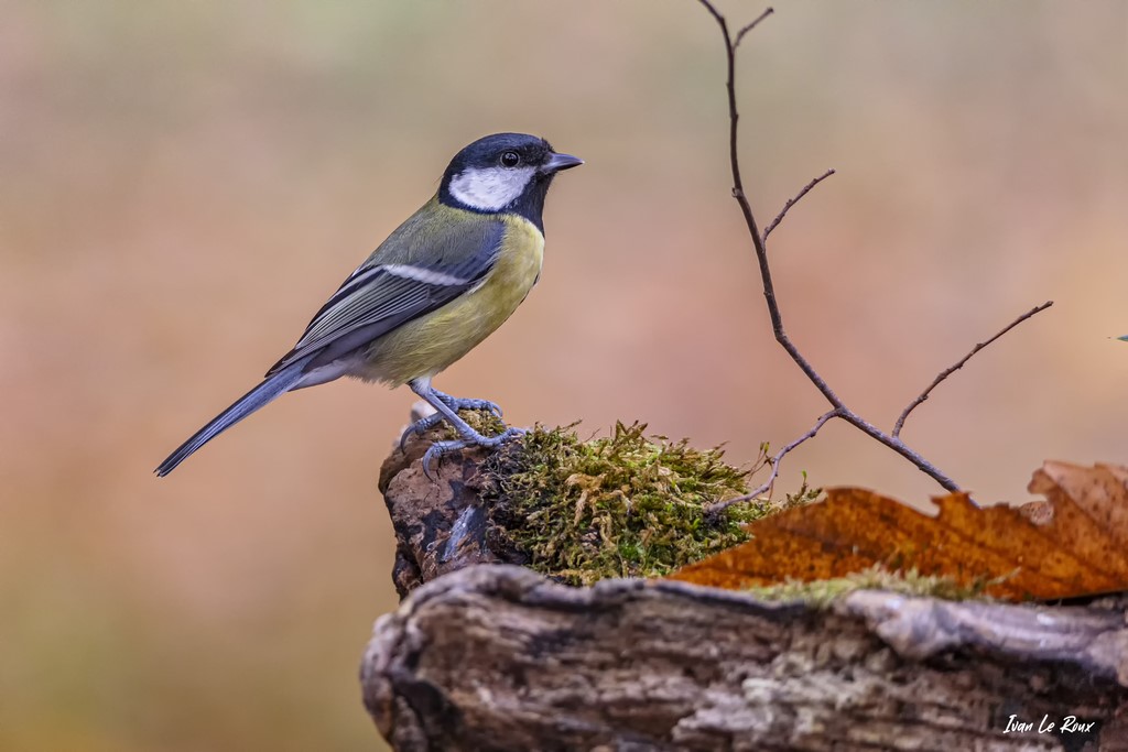 La Mésange Charbonnière - 2020