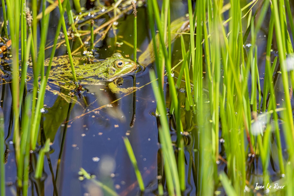 Grenouille - Mare de Romilly-la-Puthenaye (27) - 2021