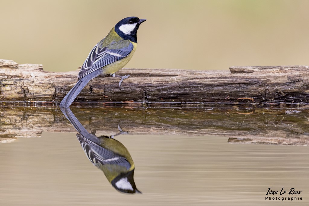 "Les Oiseaux du Jardin" - Reflet jusqu'au but de la queue Mésange Charbonnière - 2022