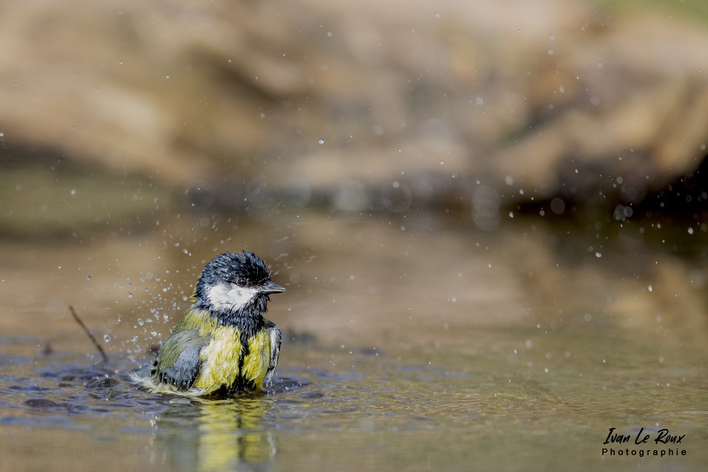 "Les Oiseaux du Jardin" - La Mésange Charbonnière prend son bain - 2022 - Eure (27)
