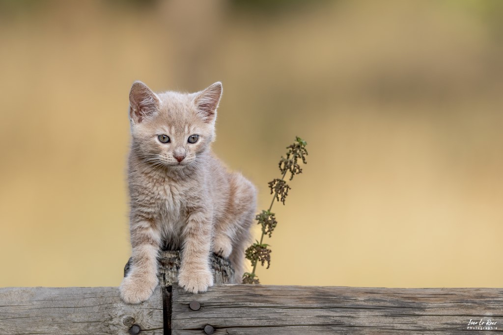 Chaton "Noé" (2 mois) sur lisse en bois - Romilly-la-Puthenaye (27) - 2022 - Canon EOS 5D Mark IV, Sigma 500 mm F/4 OS HSM SPORTS 500 mm, 1/2000s, f/6.3 ISO 800  Priorité Ouverture ivan Le Roux Photographe Eure 27