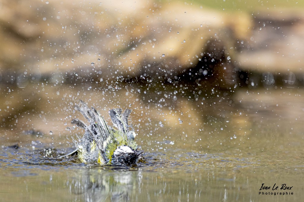 "Les Oiseaux du Jardin" - Attention aux éclaboussures ! - 2022 - Mésange Charbonnière