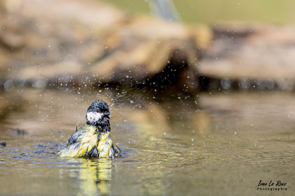 "Les Oiseaux du Jardin" - La Mésange Charbonnière prend son bain - 2022