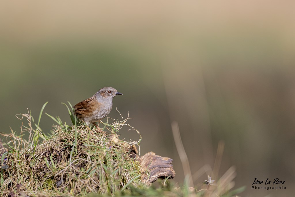 "Les Oiseaux du Jardin" - L'Accenteur Mouchet - 2022