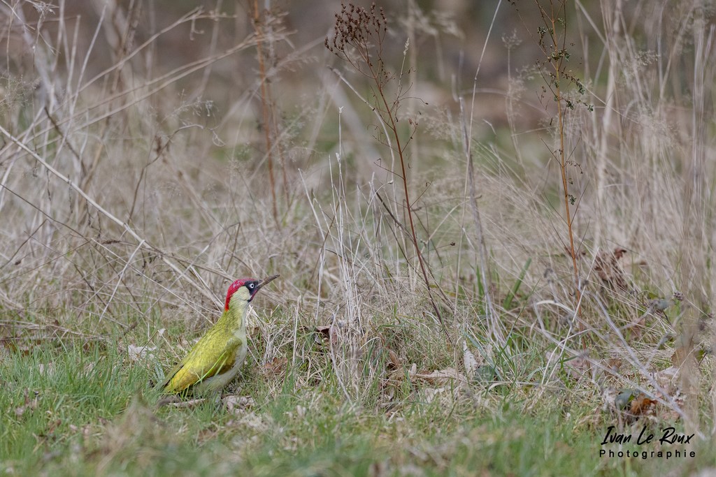 "Les Oiseaux du Jardin" - Le Pic Vert dans les grandes herbes - 2022