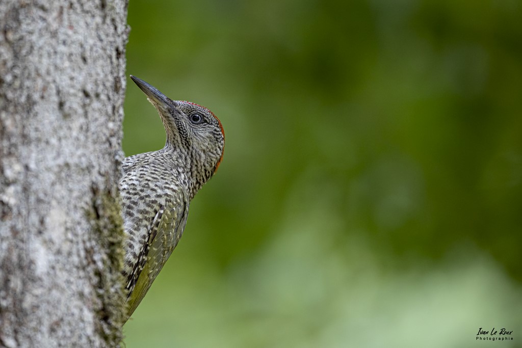 Pic Vert Juvénile sur un tronc d'arbre - Romilly-la-Puthenaye (27) - 2022 - Canon EOS 5D Mark IV, Sigma 500 mm F/4 OS HSM SPORTS 500 mm + Extender TC-1401 x1.4, 700mm 1/400s, f/5.6 ISO 800  Priorité Ouverture​ Ivan Le Roux Photos Eure 27