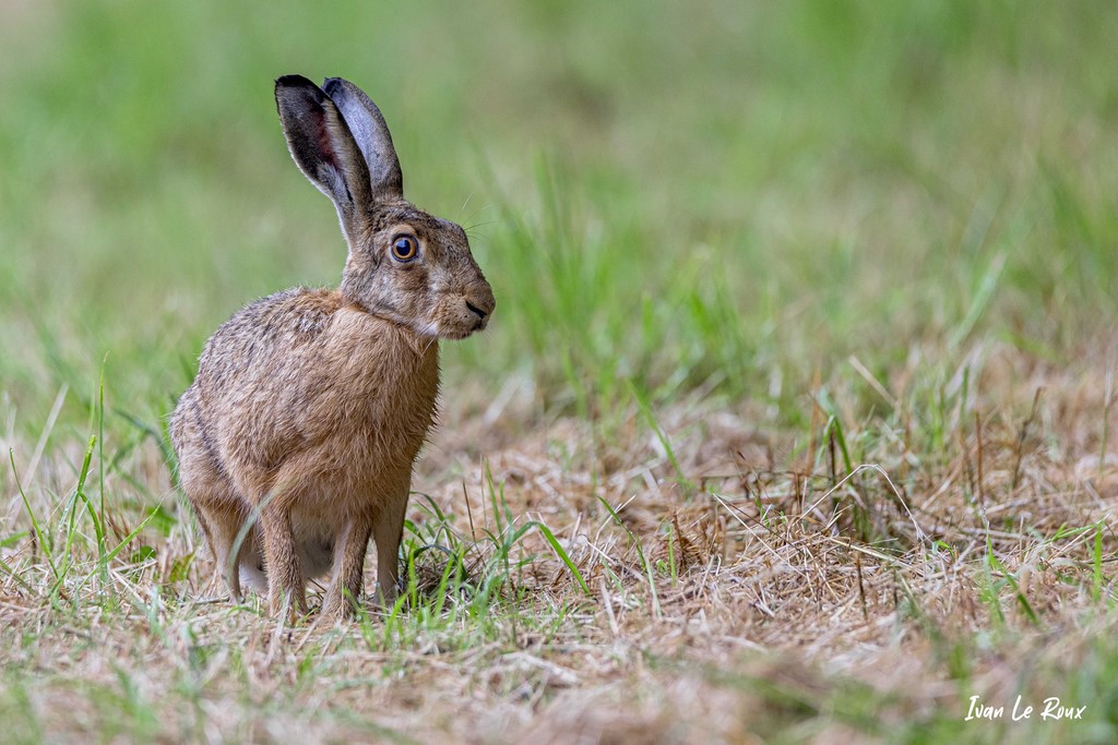 Lièvre - Romilly-la-Puthenaye (27) - 2021 - Photographe Ivan Le Roux - Normandie