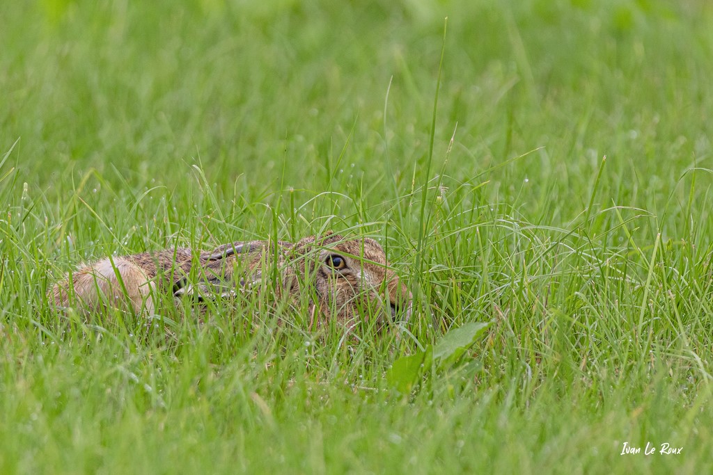 Lièvre - Romilly-la-Puthenaye (27) - 2021 - Photographe Ivan Le Roux - Normandie