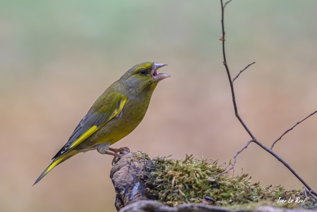 Collection "Les Oiseaux du Jardin" Le Verdier d'Europe n'est pas content !