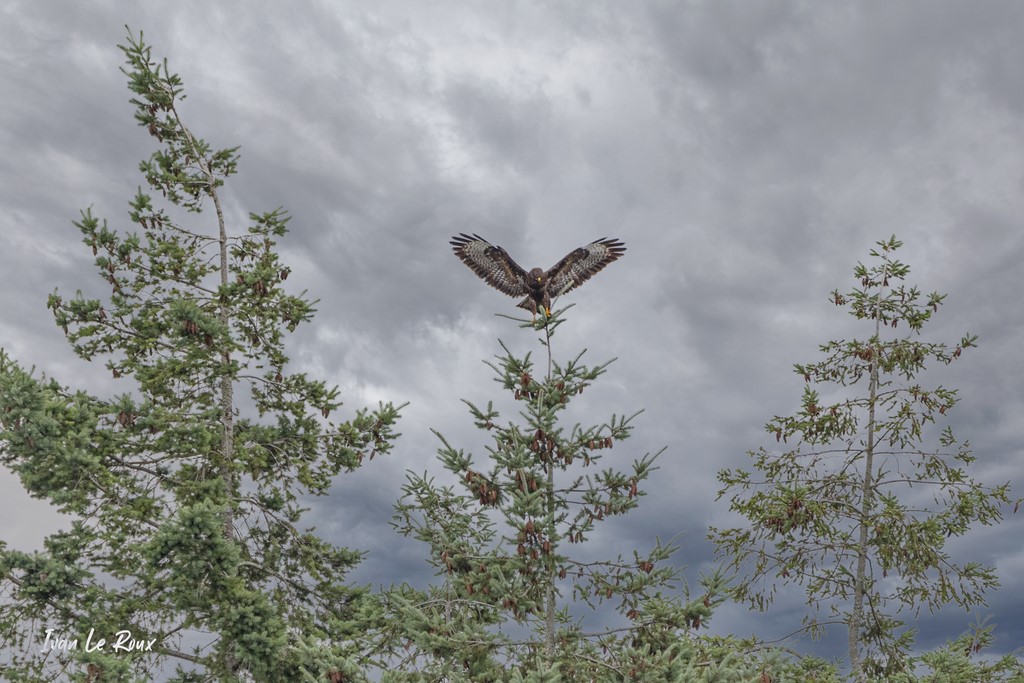 Buse variable  -  2021