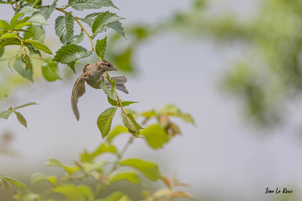 Moineau domestique femelle  -  2021